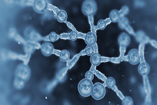 Possibility Opens for Immunotherapy Using Patients’ Own Tumors in Hard-to-Treat Metastatic Cancers with Low Survival Rates